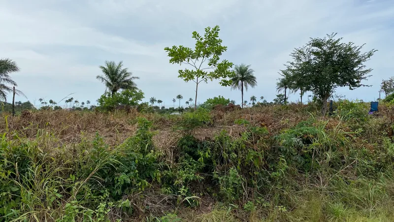 The Kent site before work began: cleared bush, palms and open ground